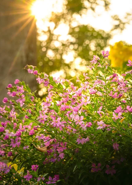 Bellissimi Fiori Rosa Gialli Con Raggi Sole Sullo Sfondo — Foto Stock