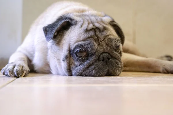 Lazy Sleepy Pug Dog Lying Floor Copy Space — Stock Photo, Image