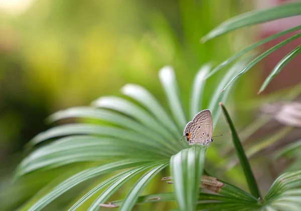 Farfalla Grigia Pansy Foglie Palma Sfondo Verde Natura Copia Spazio — Foto Stock