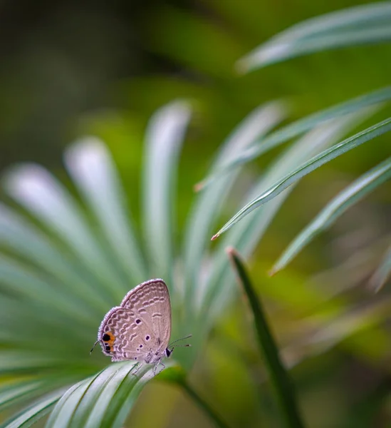 Graues Stiefmütterchen Auf Palmblättern Hintergrund Die Grüne Natur Kopierraum — Stockfoto