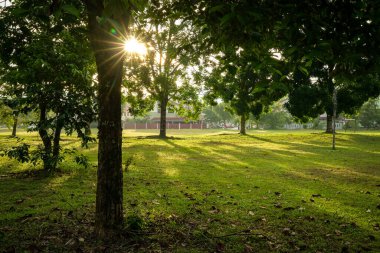 Ağaçlı güzel yeşil bir park. Güneş ışınları ve alevler. Doğa arkaplanı.