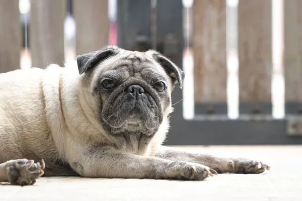 Pug Dog Gapiący Się Kamerę Oczy Szeroko Otwarte Zamknięta Brama — Zdjęcie stockowe