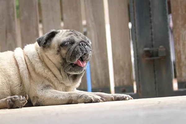 Pug Dog Esniyor Sıkılmış Yorgun Arka Planda Kilitli Kapı Var — Stok fotoğraf