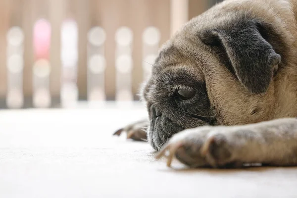 Pug Dog Leży Podłodze Widok Boku Zbliżenie Znudzony Lub Zmęczony — Zdjęcie stockowe