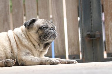 Pug dog yerde yatıyor. Uyuma bakışı. Arka planda kilitli kapı var. Evde kal konsepti.