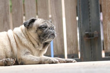 Pug dog lying on floor. Sleeping look. Locked gate at the background. Stay home concept. clipart