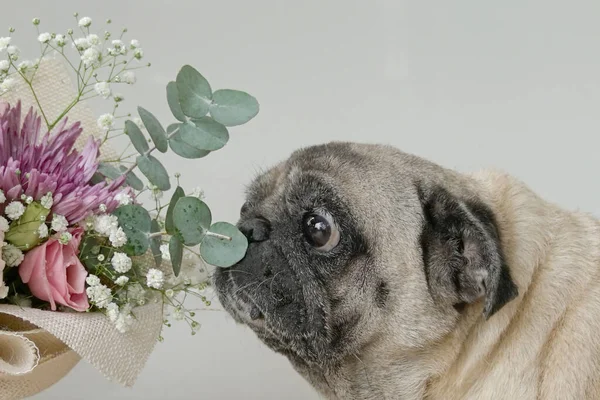 Pug Pies Pachnący Bukiet Kwiatów Dłoni Zbliżenie — Zdjęcie stockowe