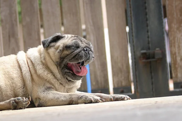 Pug Dog Yawning Bored Tired Locked Gate Background Stay Home — Stock Photo, Image