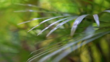 Palmiye yaprakları. Yeşil doğa kavramı.