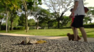 Parkta insanları bulanık ya da odaksız halde koşuyor, koşuyor ya da köpeklerle yürüyor. Açık hava aktivitesi ya da eğlence konsepti.