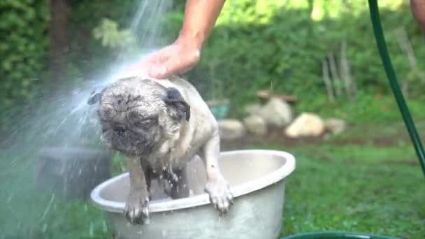 Homem Dando Banho Cachorro Lavar Fundo Jardim Conceito Banho Chuveiro — Vídeo de Stock