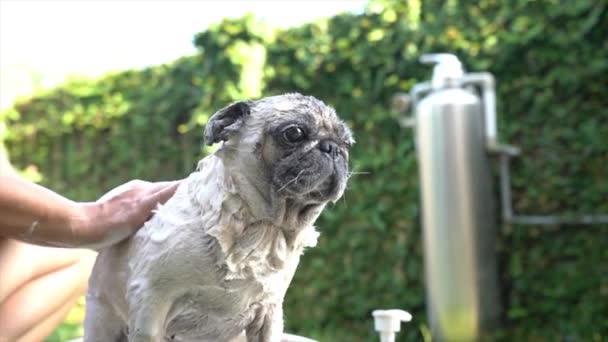 Muž Dává Pug Dog Koupel Nebo Mytí Zahradní Pozadí Koncept — Stock video