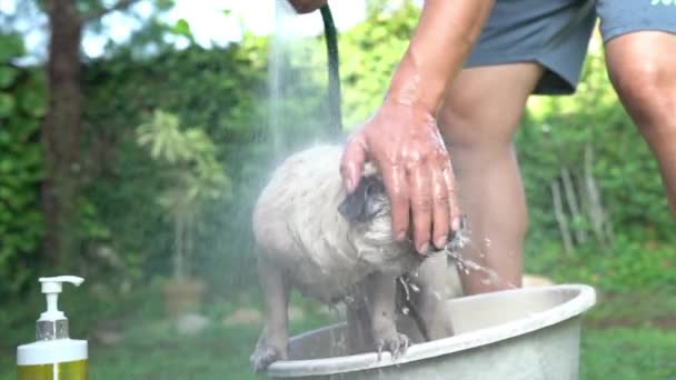 犬に風呂か洗面所を与える男庭の背景 犬浴又はシャワーのコンセプト — ストック動画