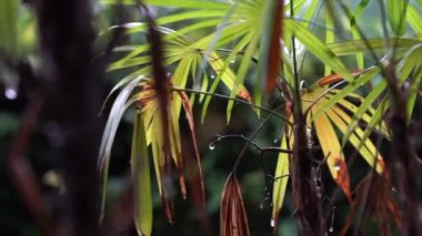 Palmiye yapraklarına yağmur damlaları yağar ve rüzgar yüzünden düşer. Güzel doğa arkaplanı.