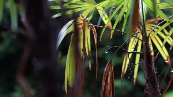 Dešťové Kapky Palmové Listy Padající Důsledku Větru Krásné Přírodní Pozadí — Stock video
