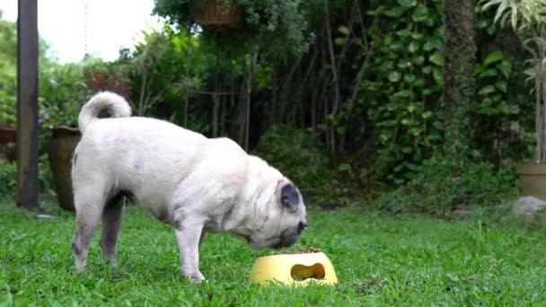 Pug Dog Jedzący Jej Jedzenie Pojemnika Ustawienie Ogrodu — Wideo stockowe