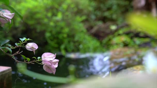 Bougainvillea Mini Cachoeira Fundo Oásis Natureza Fundo — Vídeo de Stock