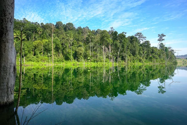 美丽的湖景 背后映衬着浓密的绿林 — 图库照片