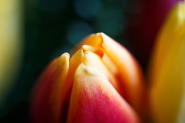 Lale buketi, rengârenk çiçekler, Bahar ruh yakın çekim fotoğraf