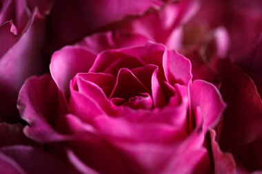 Yakın çekim makro fotoğraf gül buketi