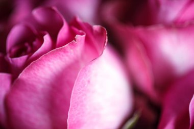 Yakın çekim makro fotoğraf gül buketi