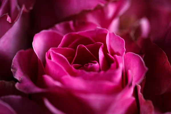 Close Macro Photo Bouquet Roses — Stock Photo, Image