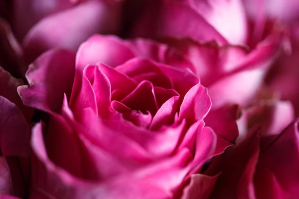 Close Macro Photo Bouquet Roses — Stock Photo, Image