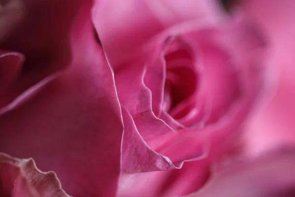 Крупным Планом Макрофото Букета Роз — стоковое фото
