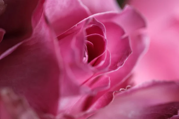 Close Macro Photo Bouquet Roses — Stock Photo, Image