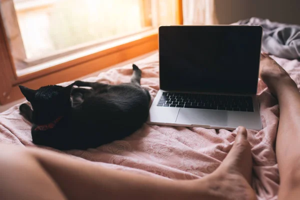 Красива чорна кошеня лежить на ліжку, на ногах власника, жінка використовує ноутбук у своїй спальні біля вікна. Ранкова рутина. Чорний кіт дивиться у вікно Домашнє життя, технології та концепція домашніх тварин . — стокове фото