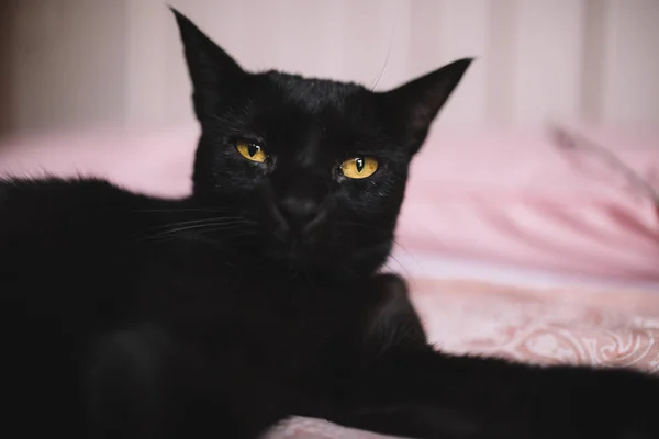 Černá chlupatá kočka s krásnýma žlutýma očima a intenzivním pohledem leží na posteli v ložnici. Portrét krásného černého koťátka na růžové posteli. Kopírovací prostor. Domácí a domácí koncepce. — Stock fotografie