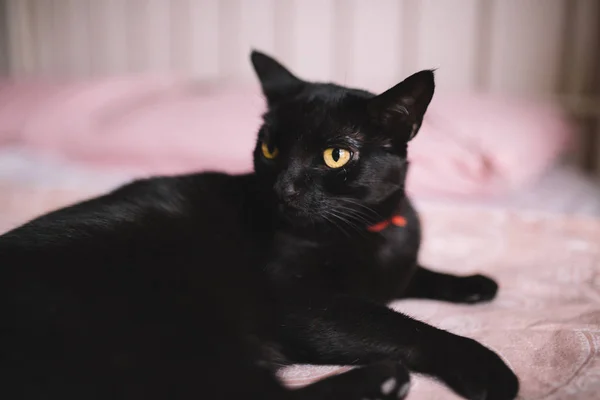 Güzel sarı gözleri ve yatak odasındaki yatağa uzanmış yoğun bakışları olan siyah tüylü bir kedi. Pembe bir yatakta güzel siyah bir kedi yavrusunun portresi. Kopyalama. Yurt içi ve evcil hayvan kavramı. — Stok fotoğraf