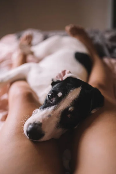 拉布拉多小狗躺在女人的腿上. 黑白相间的狗躺在床上的主人的腿上. 狗温柔地看着被爱抚. 舒适的冬天。 Hygge, Love and pet concept. — 图库照片