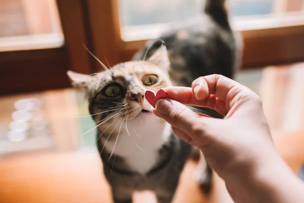 Tabbyho kočka ucítila u okna červenou lesklou lepenku ve tvaru srdce. Pet love a domácí zvířata koncept — Stock fotografie