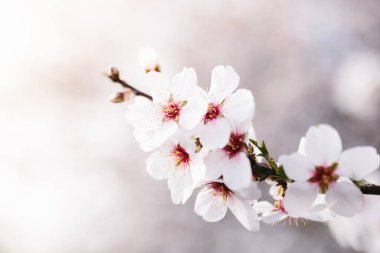 Badem çiçekleri ağacının arka planı. Yumuşak çiçekli kiraz ağacı. İlkbaharın inanılmaz başlangıcı. Seçici odaklanma. Çiçek konsepti.