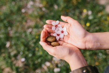 Top view of woman holding almond shells and almond flowers in her palms in the field. Amazing beginning of spring. Selective focus on her hands.