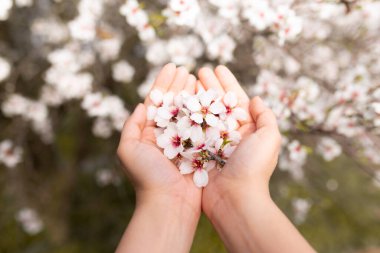 Woman hand touching almond blossoms tree flowers. Cherry tree with tender flowers. Amazing beginning of spring. Selective focus. Flowers concept.