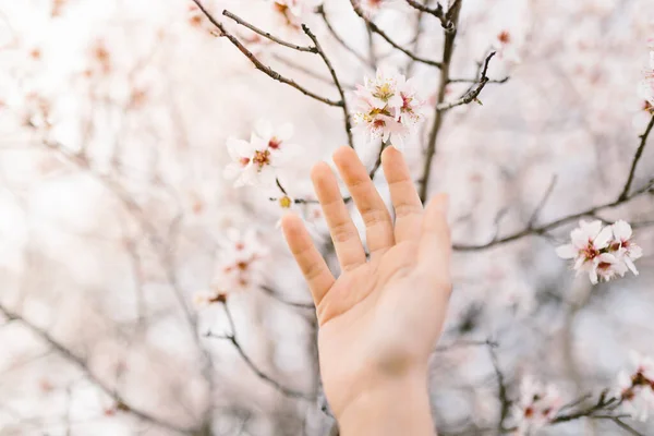 ลมอนด ดอกไม นซาก ระท ดอกไม อนโยน ดเร งของฤด ใบไม อกโฟก — ภาพถ่ายสต็อก