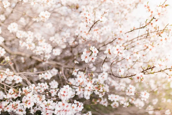 Hintergrund Des Mandelblütenbaums Kirschbaum Mit Zarten Blüten Erstaunlicher Frühlingsanfang Selektiver — Stockfoto