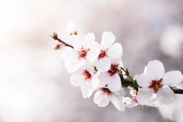 Background Almond Blossoms Tree Cherry Tree Tender Flowers Amazing Beginning — Stock Photo, Image
