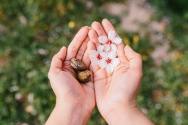 Top view of woman holding almond shells and almond flowers in her palms in the field. Amazing beginning of spring. Selective focus on her hands.