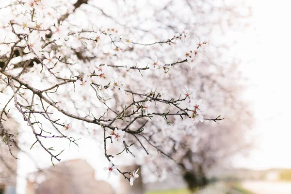 Hintergrund Des Mandelblütenbaums Kirschbaum Mit Zarten Blüten Erstaunlicher Frühlingsanfang Selektiver — Stockfoto