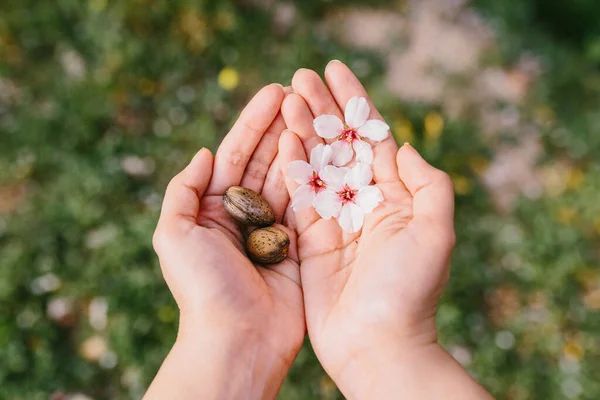 Top View Woman Holding Almond Shells Almond Flowers Her Palms — ストック写真