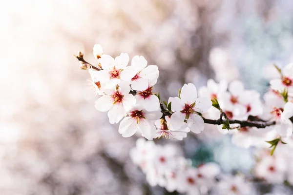 Hintergrund Des Mandelblütenbaums Kirschbaum Mit Zarten Blüten Erstaunlicher Frühlingsanfang Selektiver — Stockfoto