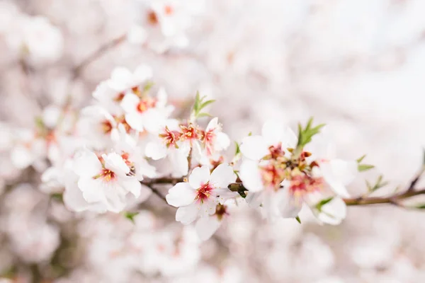 นหล งของต ลมอนด ดอกไม นซาก ระท ดอกไม อนโยน ดเร งของฤด — ภาพถ่ายสต็อก