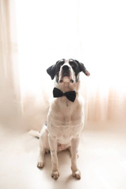 Siyah papyonlu Labrador köpeği. En iyi arkadaş ve flört konsepti.