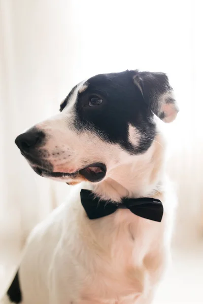 Perro Labrador Con Pajarita Negra Mejor Concepto Amigo —  Fotos de Stock