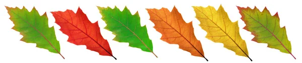 Kolorowe liście dębu — Zdjęcie stockowe