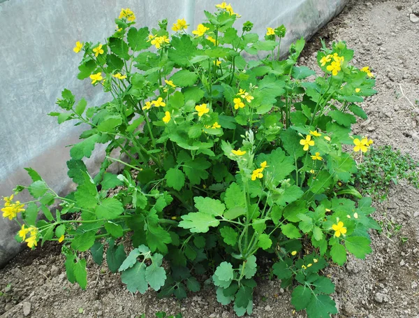 Celandine Chelidonium Majus Garden Flowers Stock Picture