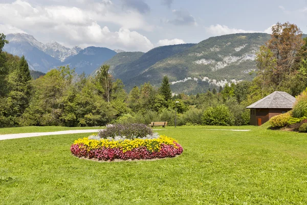 Flowers in the mountain meadow landscape — Stockfoto